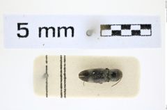 Foto (Dorsalansicht) von Dicronychus asiaticus (NHMW-ZOO-COL-0008279)